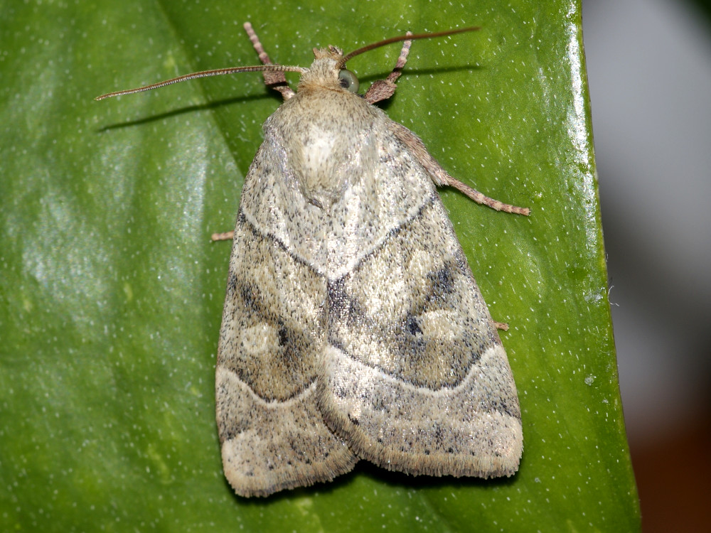 Bild Nr.09550 zum Vergrößern klicken Bild Nr.09550