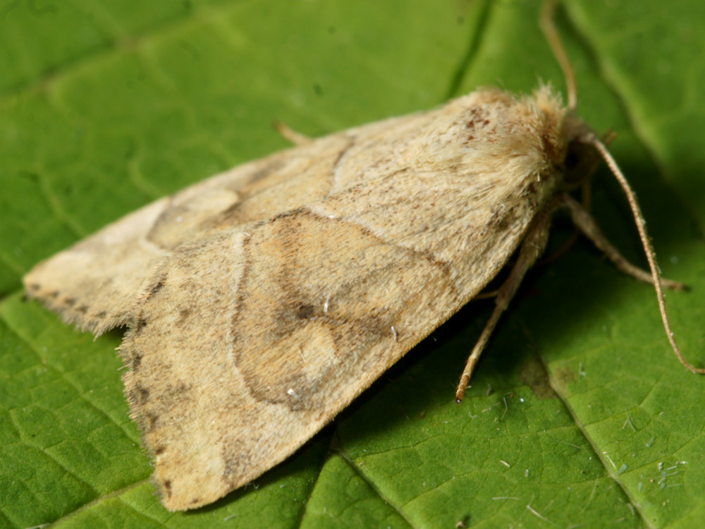 Bild Nr.09550 zum Vergrößern klicken Bild Nr.09550