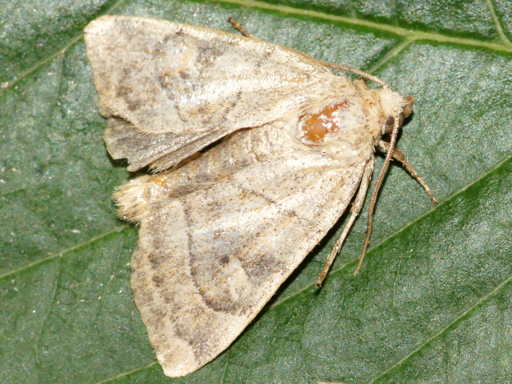 Bild Nr.09550 zum Vergrößern klicken Bild Nr.09550