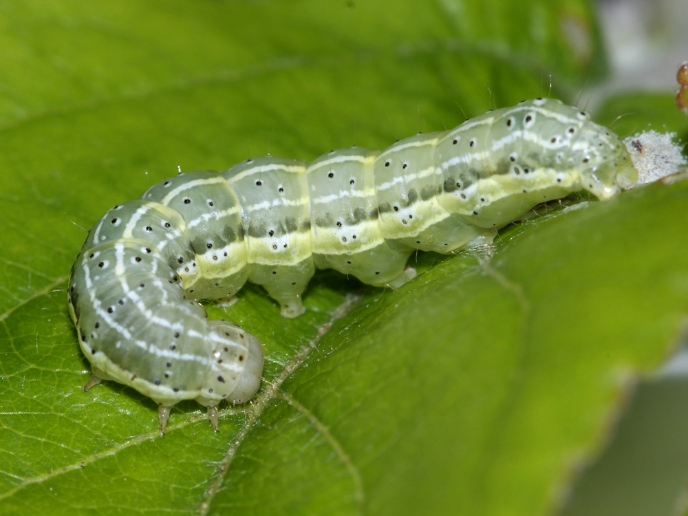 Bild Nr.09550 zum Vergrößern klicken Bild Nr.09550