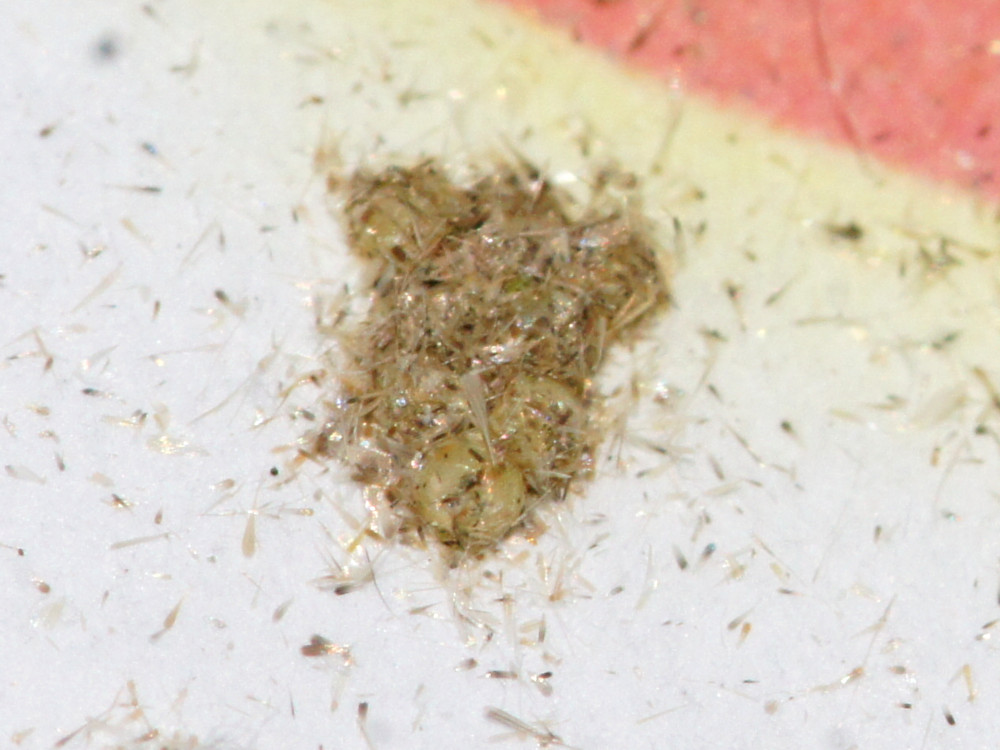 Bild Nr.09550 zum Vergrößern klicken Bild Nr.09550