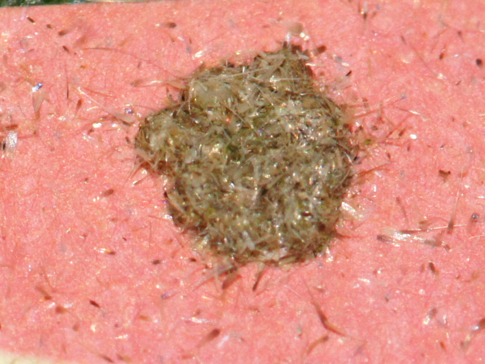 Bild Nr.09550 zum Vergrößern klicken Bild Nr.09550