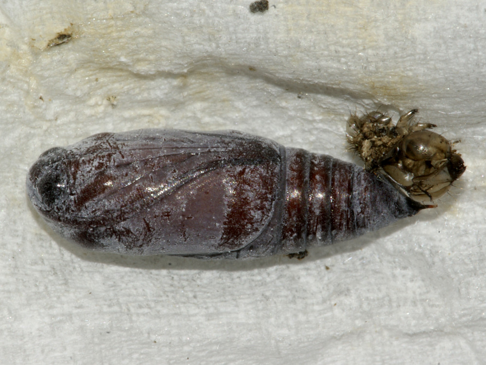 Bild Nr.09550 zum Vergrößern klicken Bild Nr.09550