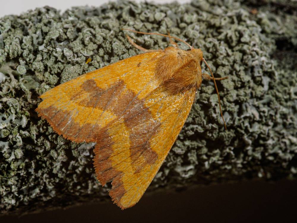 Bild Nr.09552 zum Vergrößern klicken Bild Nr.09552