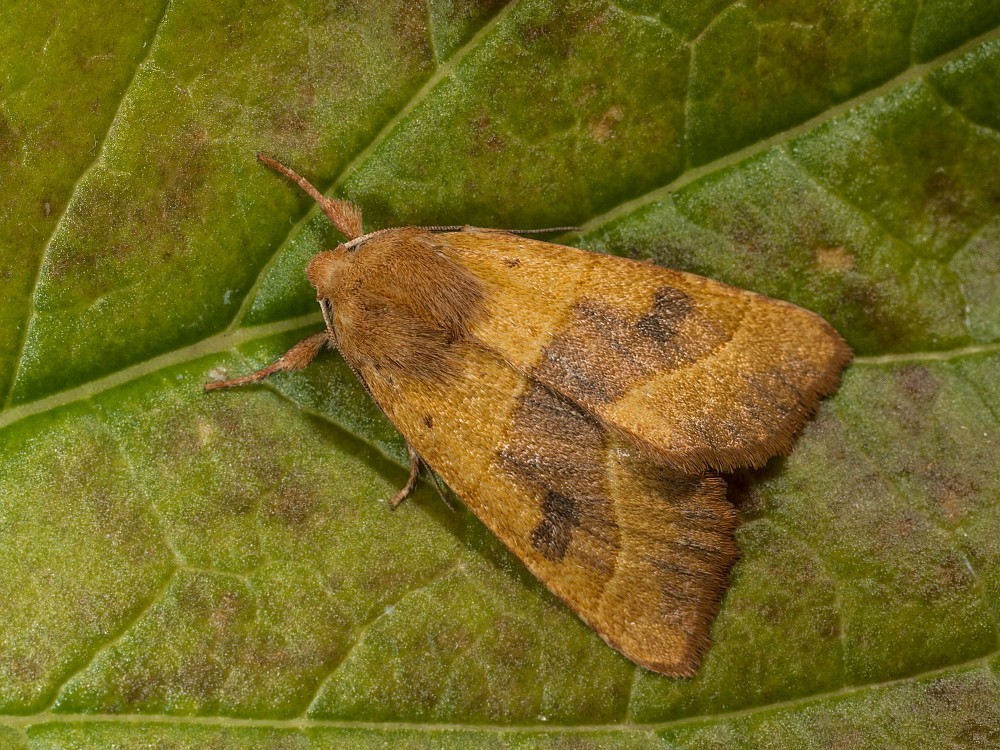 Bild Nr.09552 zum Vergrößern klicken Bild Nr.09552