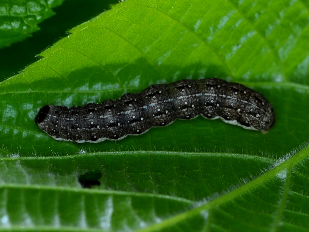 Bild Nr.09552 zum Vergrößern klicken Bild Nr.09552