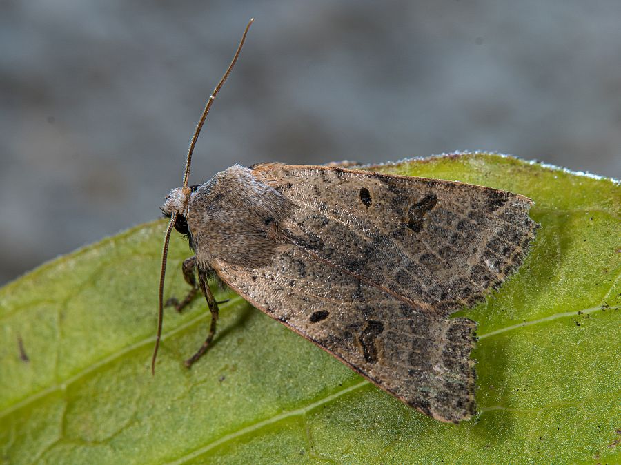 Bild Nr.09565 zum Vergrößern klicken Bild Nr.09565