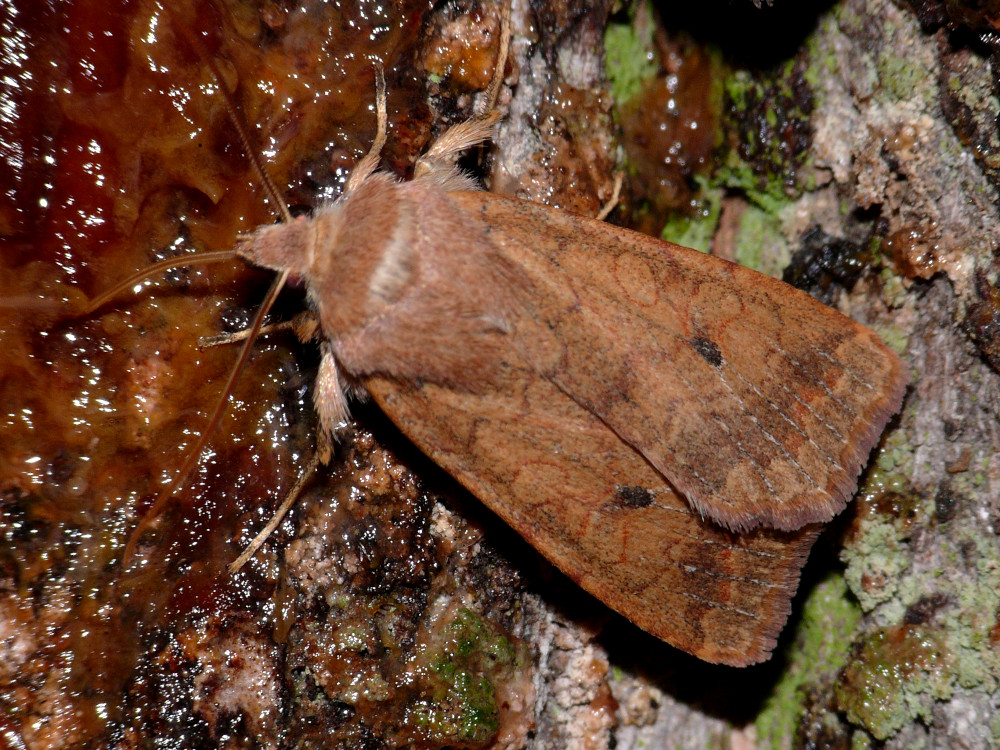 Bild Nr.09566 zum Vergrößern klicken Bild Nr.09566