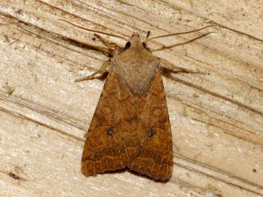 Bild Nr.09566 zum Vergrößern klicken Bild Nr.09566