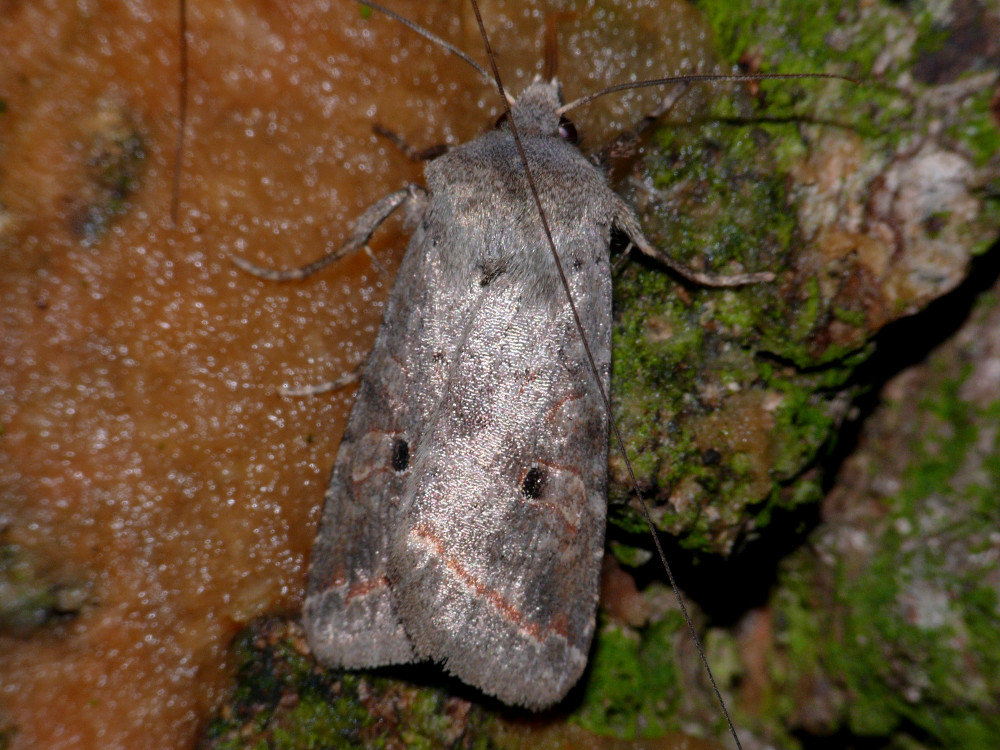 Bild Nr.09569 zum Vergrößern klicken Bild Nr.09569