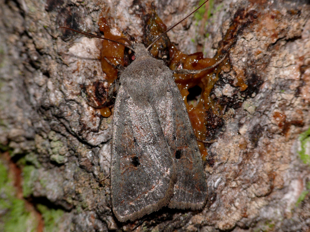 Bild Nr.09569 zum Vergrößern klicken Bild Nr.09569