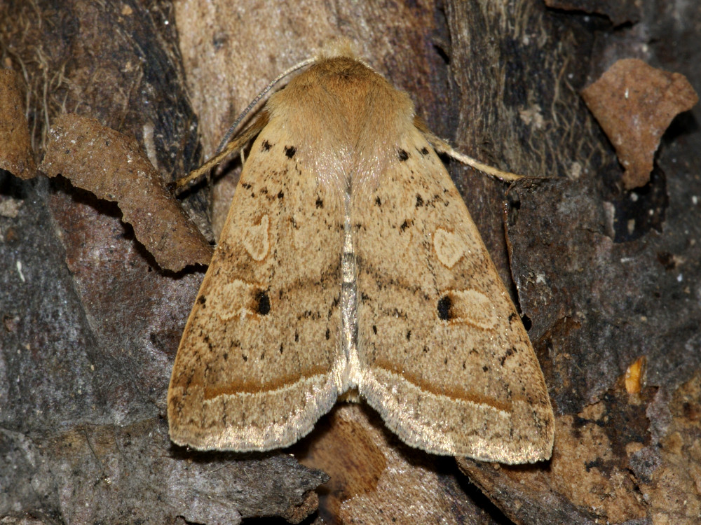 Bild Nr.09571 zum Vergrößern klicken Bild Nr.09571