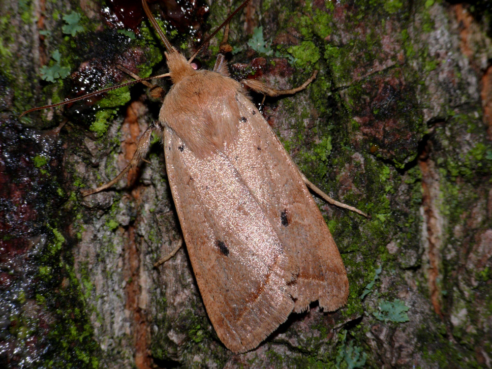 Bild Nr.09571 zum Vergrößern klicken Bild Nr.09571