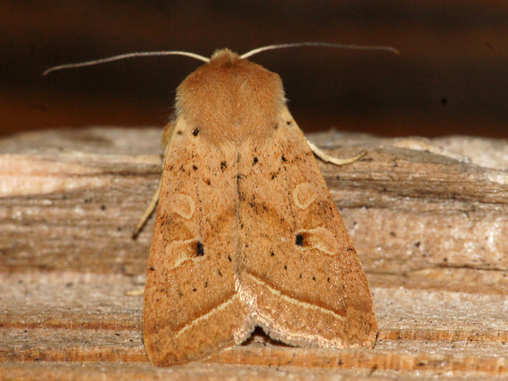 Bild Nr.09571 zum Vergrößern klicken Bild Nr.09571