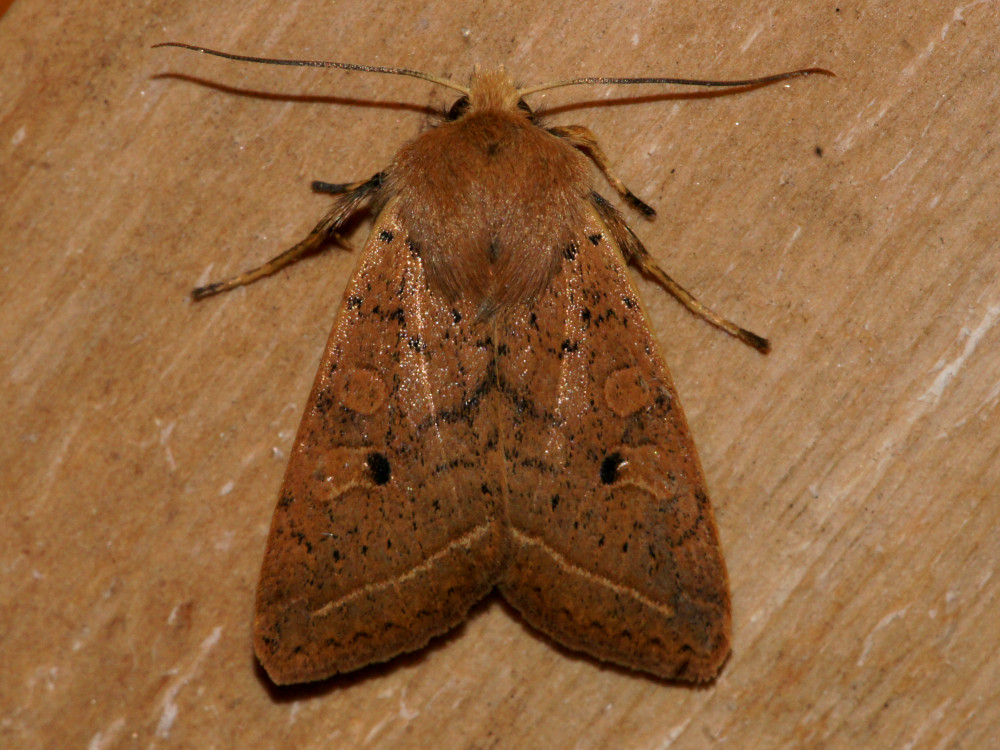 Bild Nr.09571 zum Vergrößern klicken Bild Nr.09571