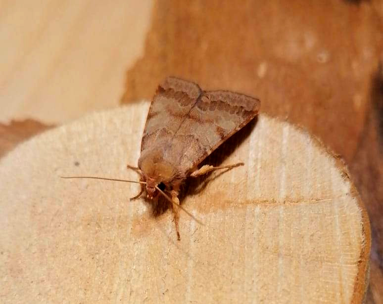 Bild Nr.09575 zum Vergrößern klicken Bild Nr.09575