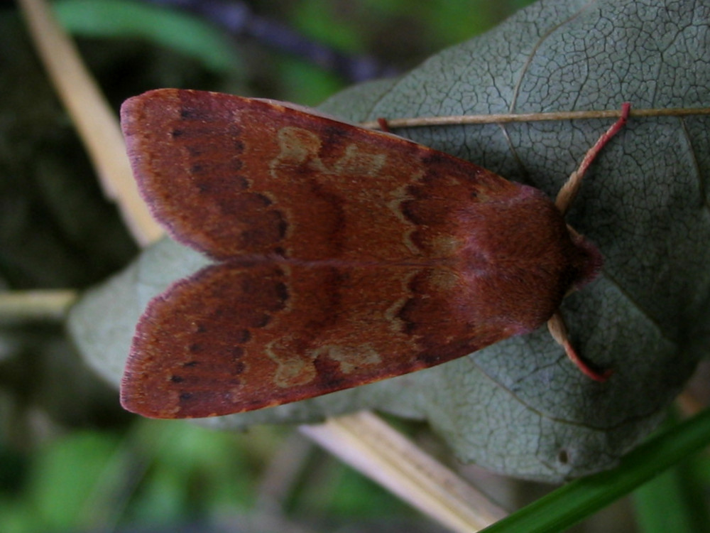 Bild Nr.09575 zum Vergrößern klicken Bild Nr.09575