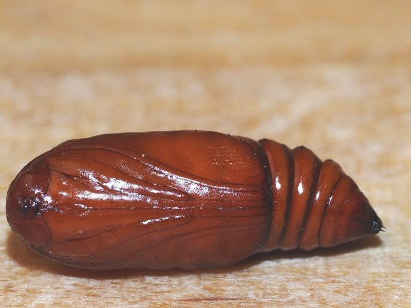 Bild Nr.09575 zum Vergrößern klicken Bild Nr.09575