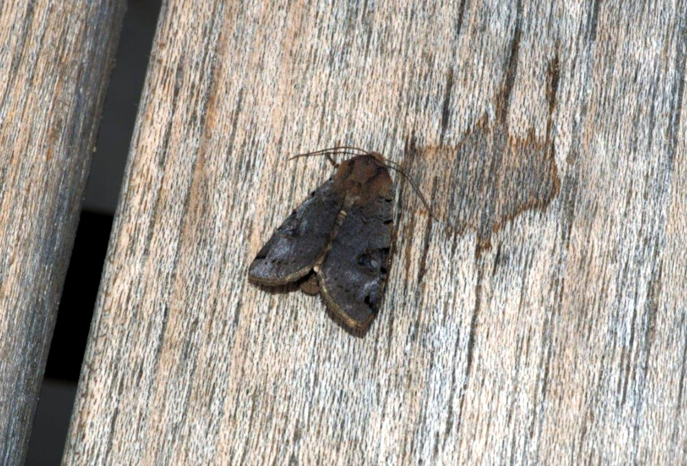 Bild Nr.09586 zum Vergrößern klicken Bild Nr.09586