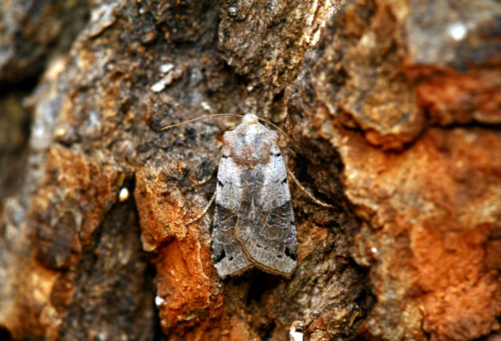 Bild Nr.09586 zum Vergrößern klicken Bild Nr.09586