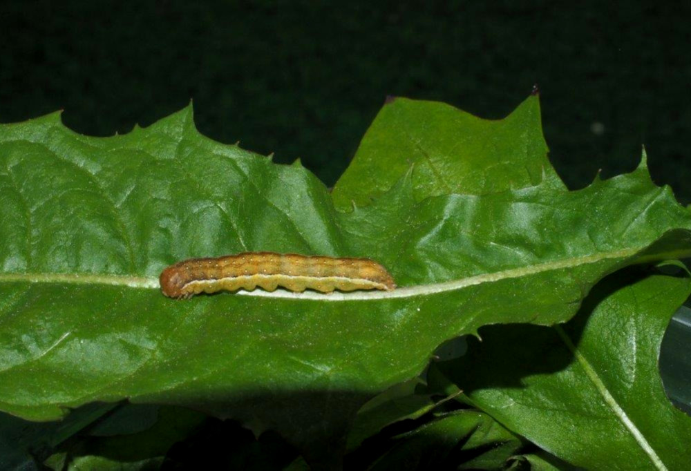 Bild Nr.09586 zum Vergrößern klicken Bild Nr.09586