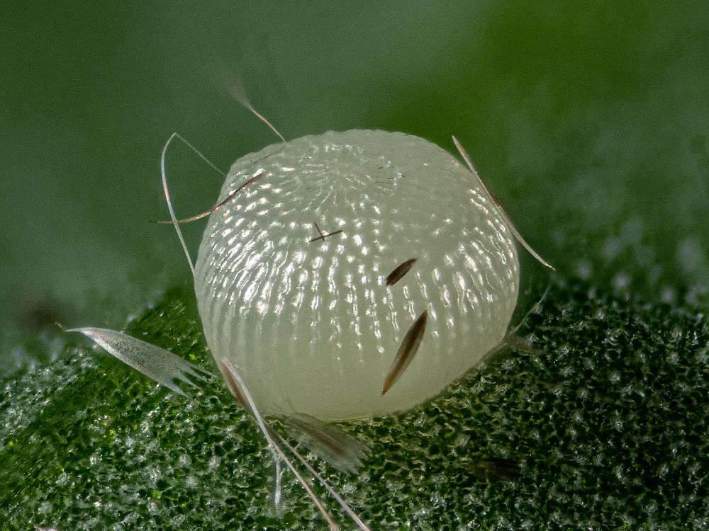 Bild Nr.09586 zum Vergrößern klicken Bild Nr.09586