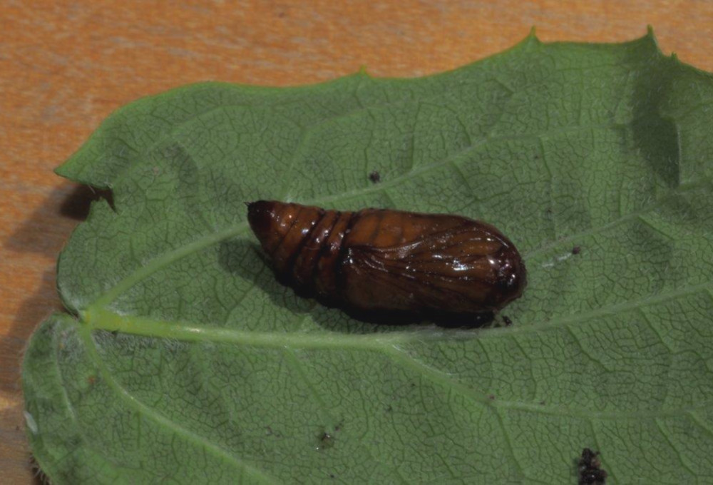 Bild Nr.09586 zum Vergrößern klicken Bild Nr.09586