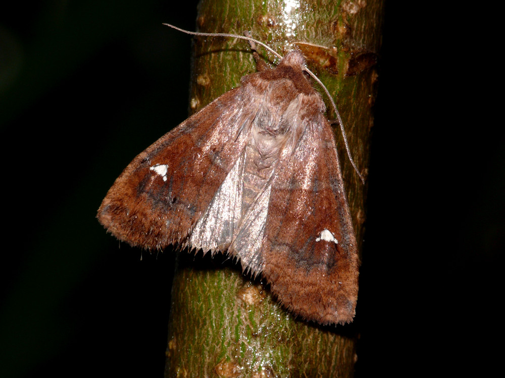 Bild Nr.09596 zum Vergrößern klicken Bild Nr.09596