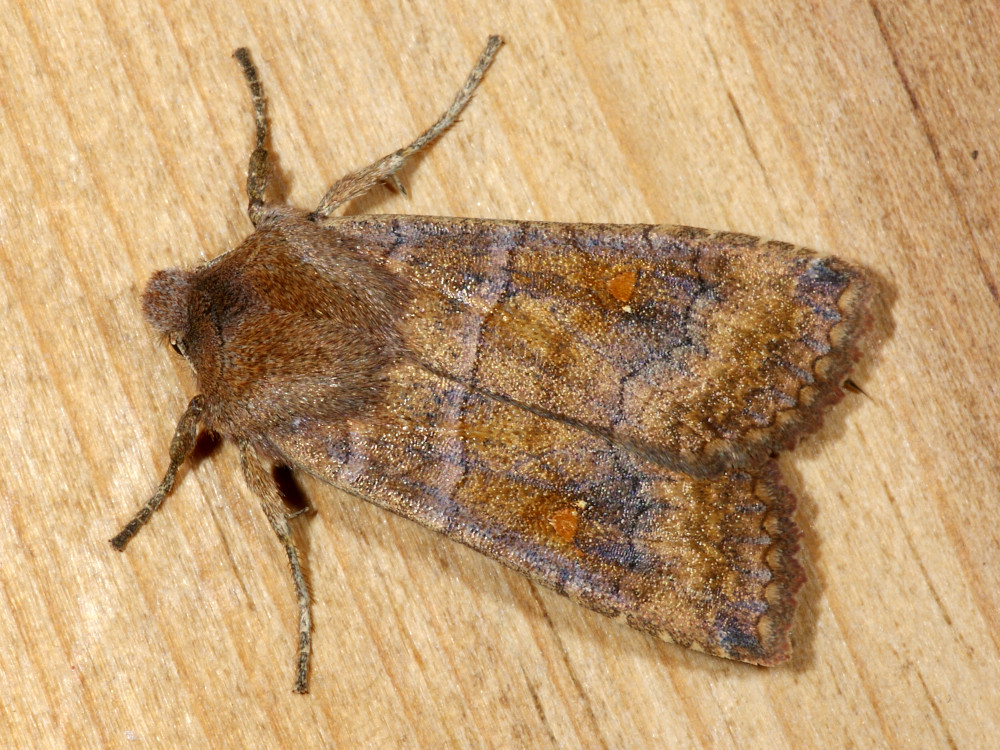 Bild Nr.09596 zum Vergrößern klicken Bild Nr.09596