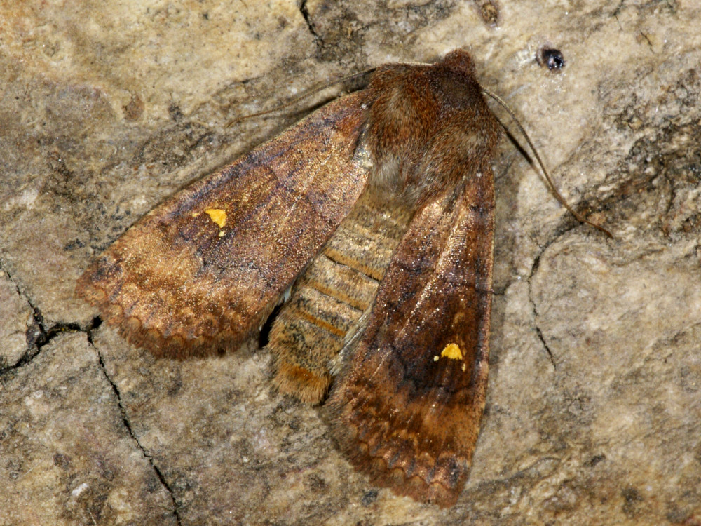 Bild Nr.09596 zum Vergrößern klicken Bild Nr.09596