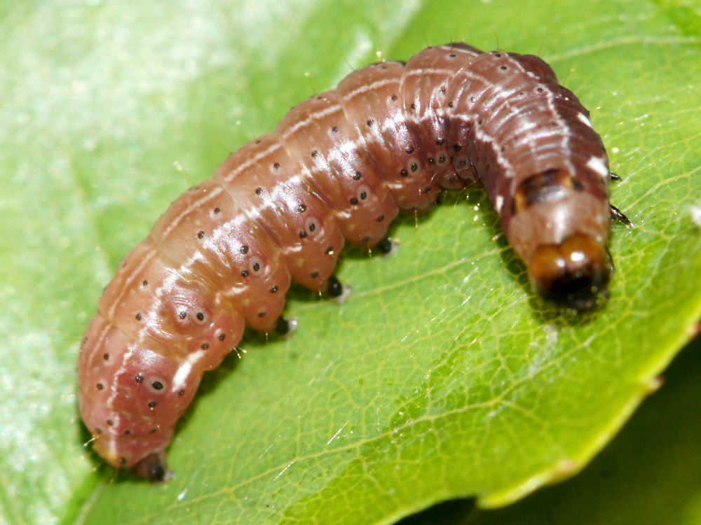 Bild Nr.09596 zum Vergrößern klicken Bild Nr.09596