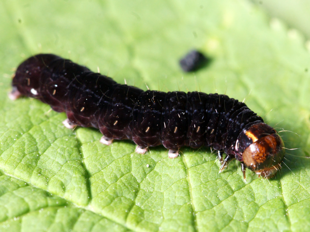 Bild Nr.09596 zum Vergrößern klicken Bild Nr.09596