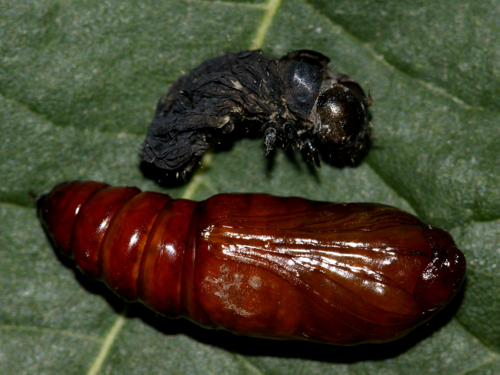 Bild Nr.09596 zum Vergrößern klicken Bild Nr.09596