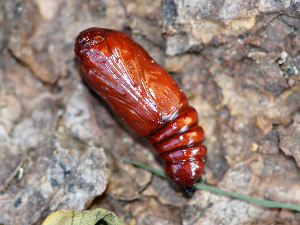 Bild Nr.09596 zum Vergrößern klicken Bild Nr.09596