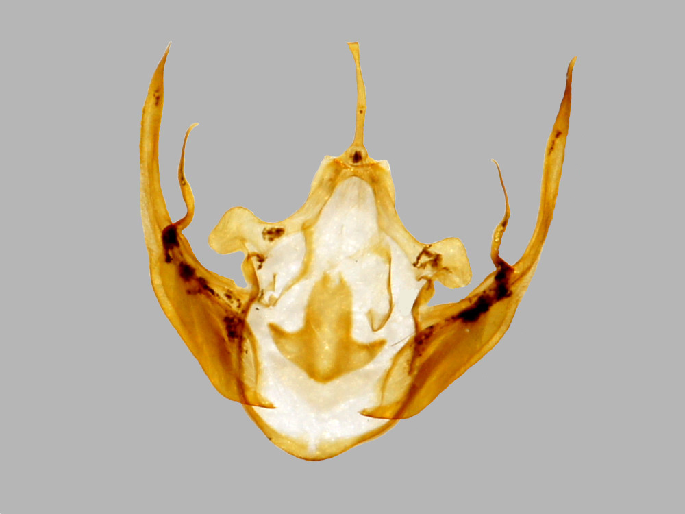 Bild Nr.09600 zum Vergrößern klicken Bild Nr.09600