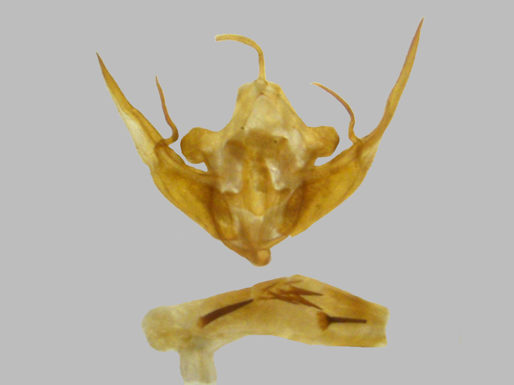 Bild Nr.09600 zum Vergrößern klicken Bild Nr.09600