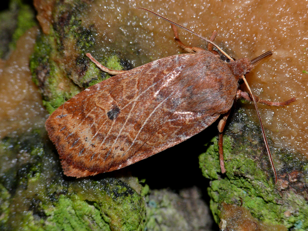 Bild Nr.09600 zum Vergrößern klicken Bild Nr.09600