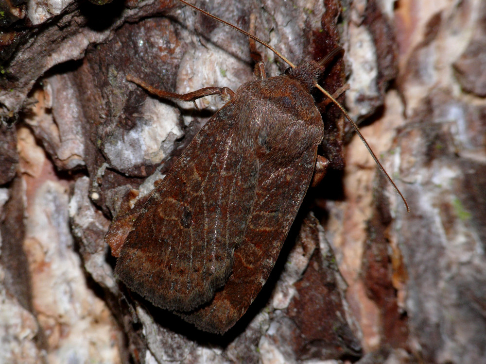 Bild Nr.09600 zum Vergrößern klicken Bild Nr.09600