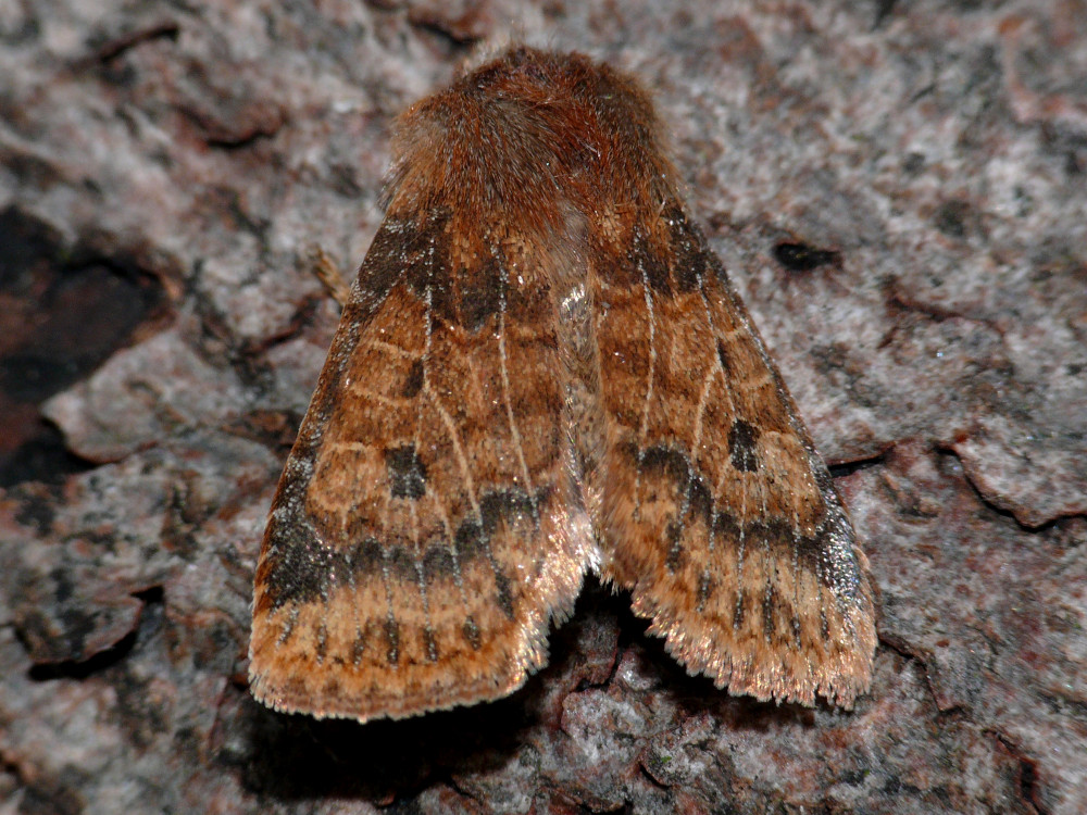 Bild Nr.09600 zum Vergrößern klicken Bild Nr.09600