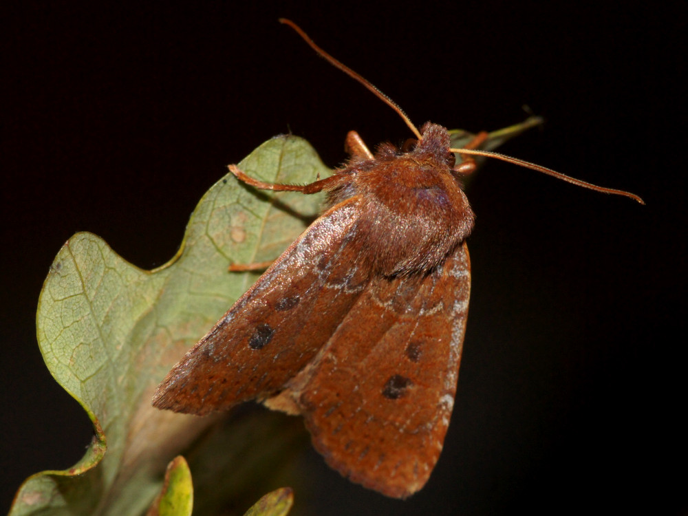 Bild Nr.09600 zum Vergrößern klicken Bild Nr.09600