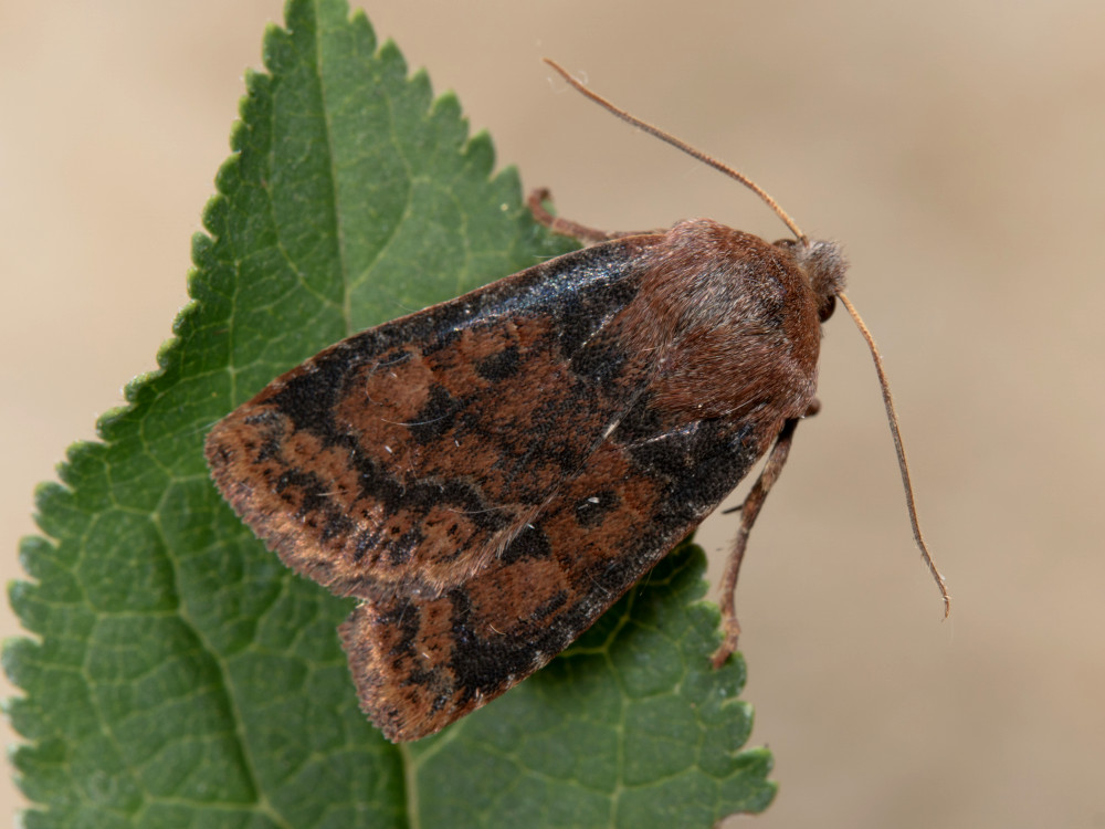 Bild Nr.09600 zum Vergrößern klicken Bild Nr.09600