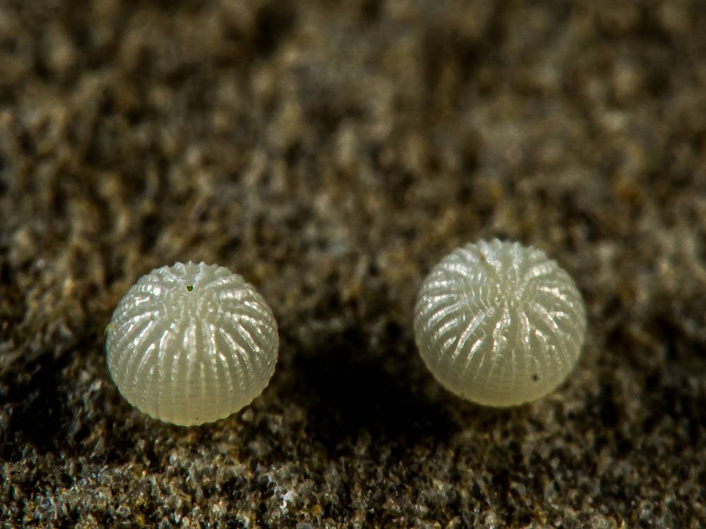 Bild Nr.09600 zum Vergrößern klicken Bild Nr.09600