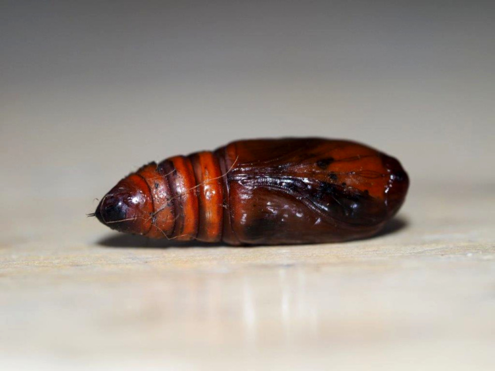 Bild Nr.09600 zum Vergrößern klicken Bild Nr.09600