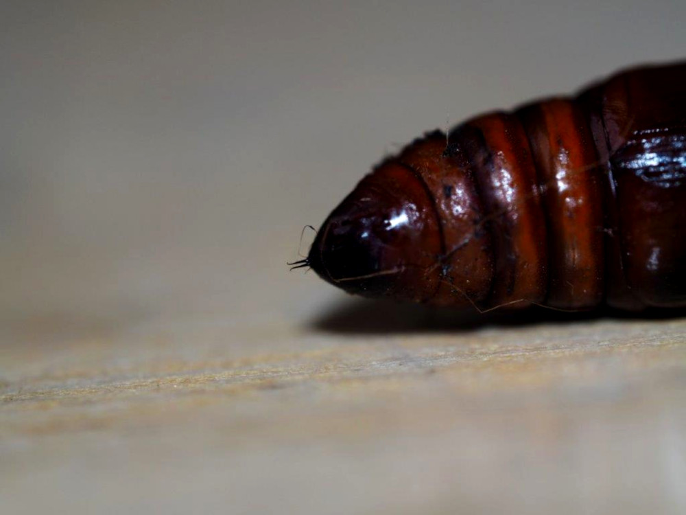 Bild Nr.09600 zum Vergrößern klicken Bild Nr.09600