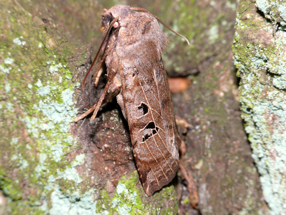 Bild Nr.09603 zum Vergrößern klicken Bild Nr.09603