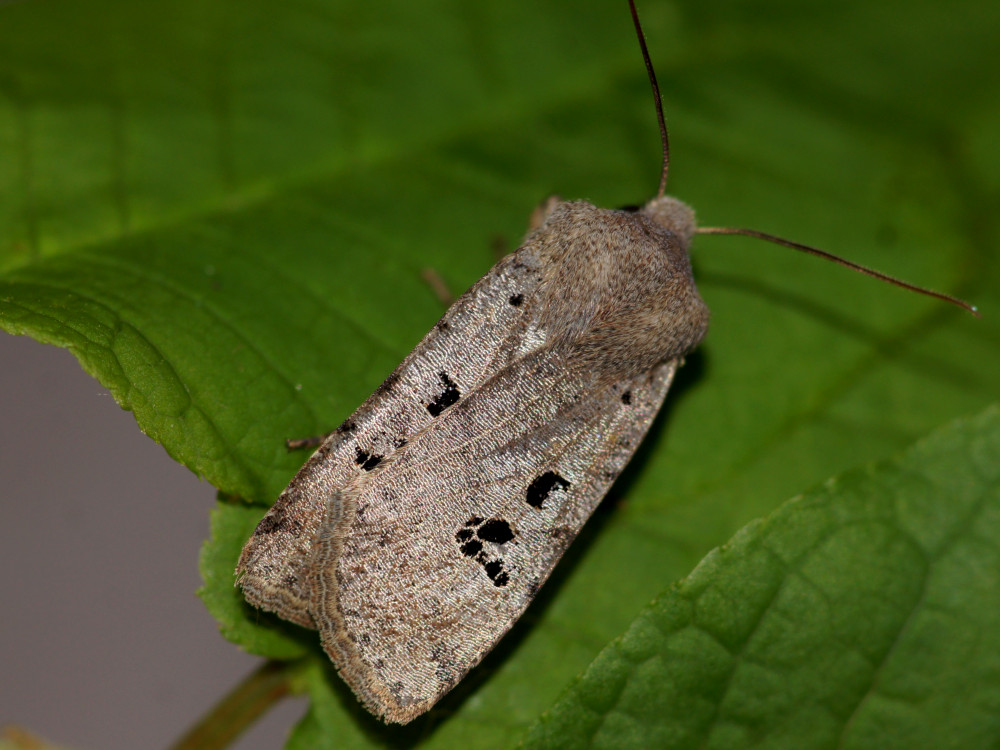 Bild Nr.09603 zum Vergrößern klicken Bild Nr.09603