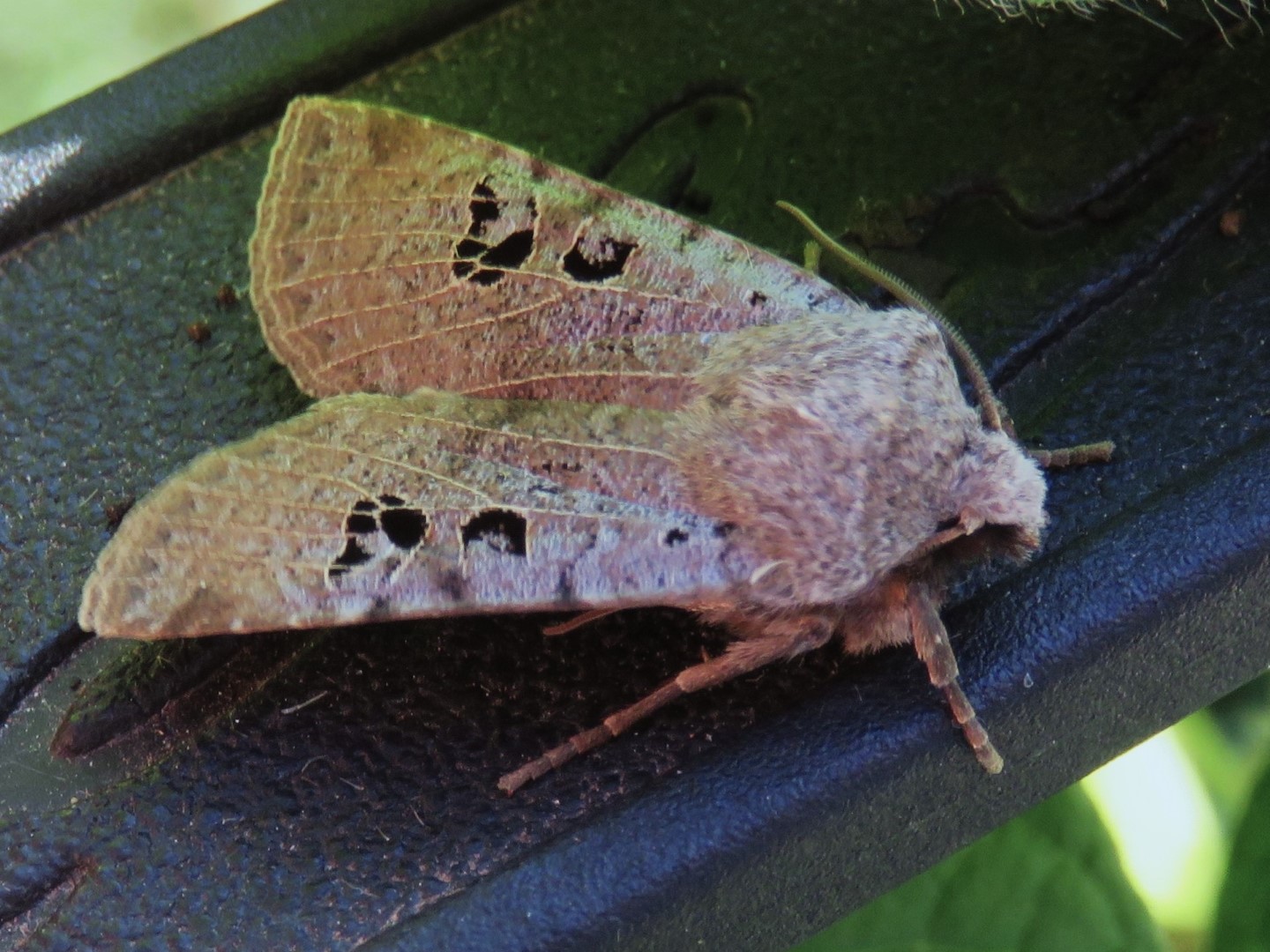 Bild Nr.09603 zum Vergrößern klicken Bild Nr.09603