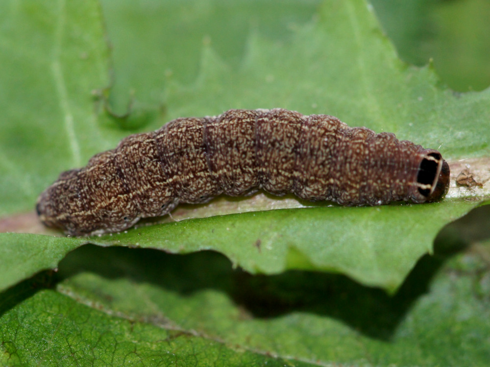 Bild Nr.09603 zum Vergrößern klicken Bild Nr.09603