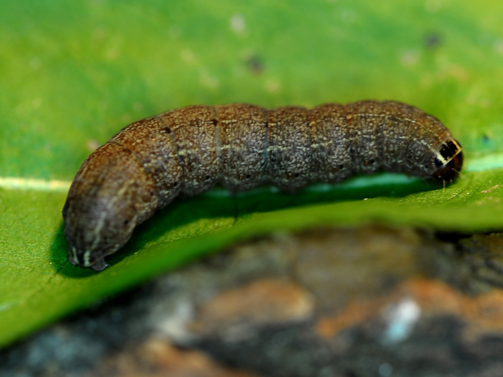 Bild Nr.09603 zum Vergrößern klicken Bild Nr.09603