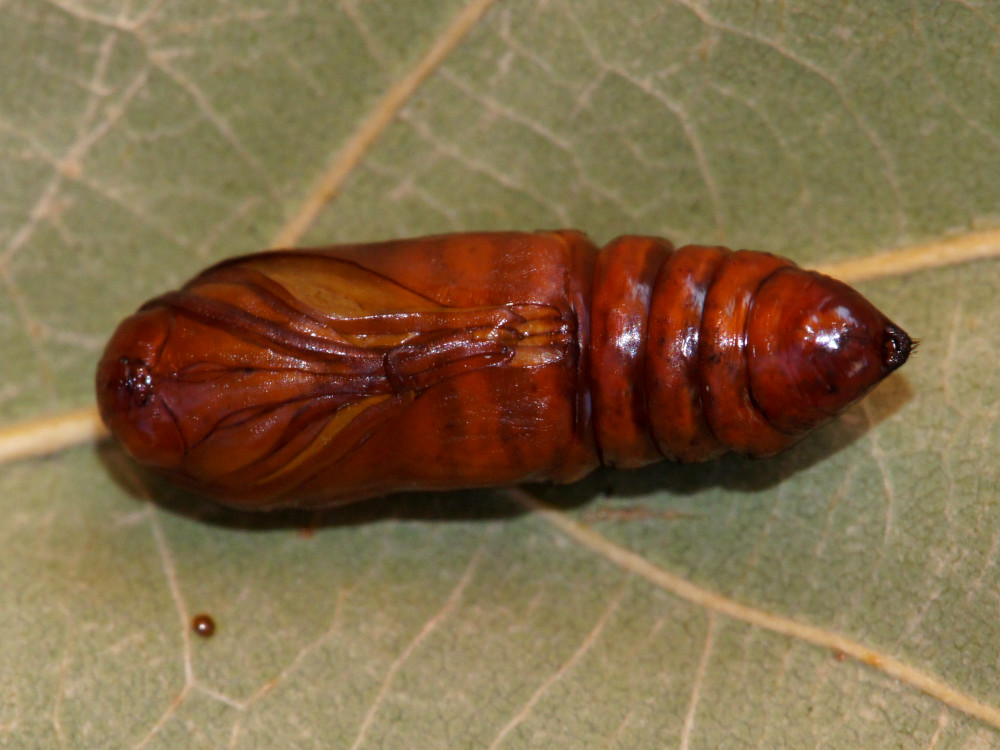 Bild Nr.09603 zum Vergrößern klicken Bild Nr.09603